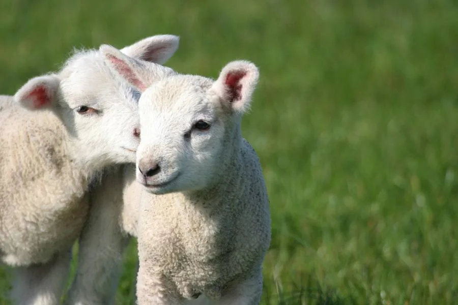 Two baby lambs in a field