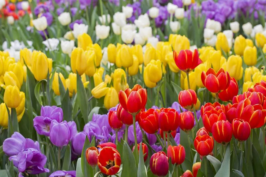 Tulips growing in a garden